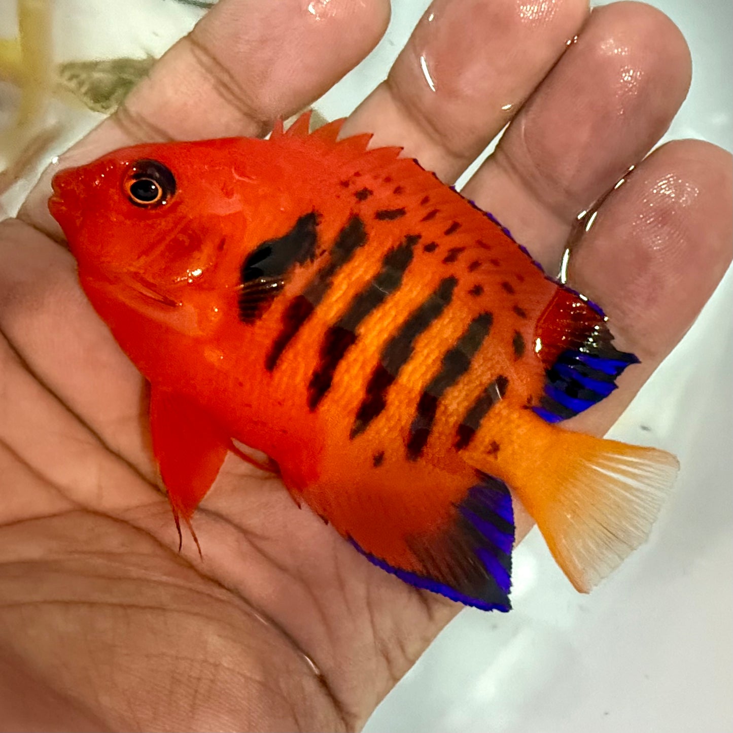 Flame Angel 2.75-3.5” Christmas Island (Centropyge loricula)