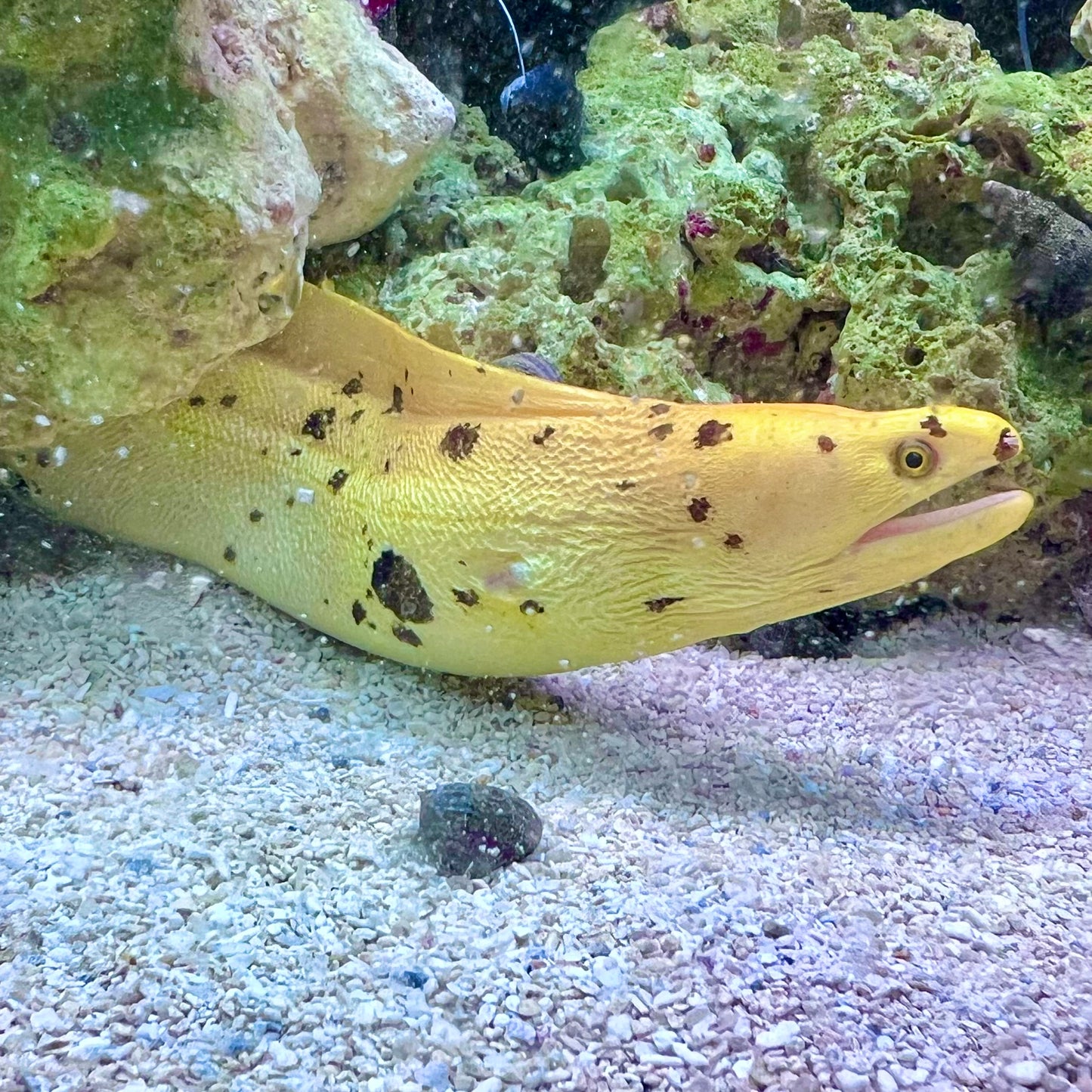 Banana Eel 12-14" (Gymnothorax miliaris)