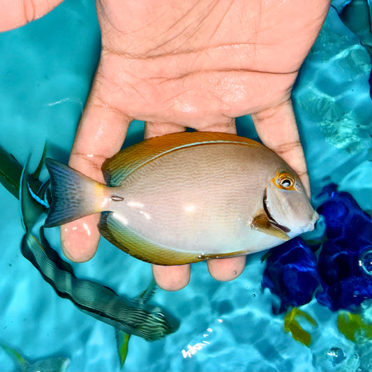 Dussumeri Tang 4” (Acanthurus dussumieri)