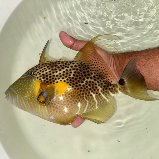 Golden Heart Trigger 12” (Balistes punctatus)