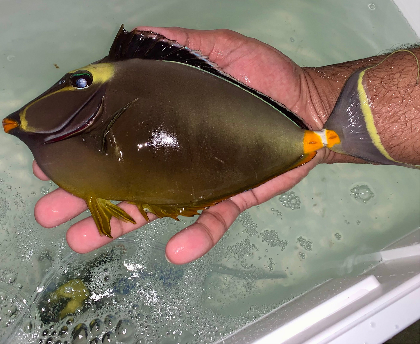 Naso tang male 9-10” + 2” streamers (Naso lituratus)