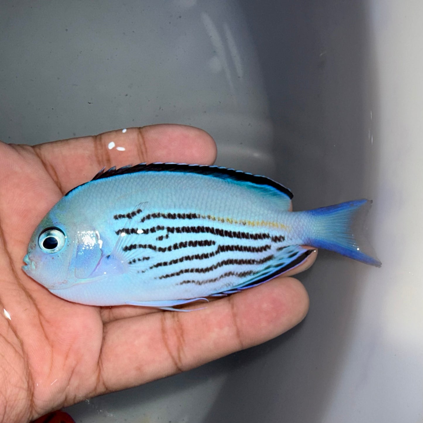 Watanabei Angelfish male 4-5”
(Genicanthus watanabei)