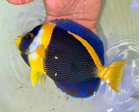 Scribbled Angelfish Male 8" Chaetodontoplus duboulayi)