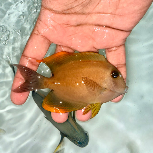 Tomini tang 4” (Ctenochaetus tominiensis)