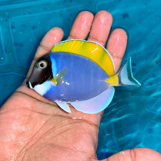 Powder blue tang 3-4” (Acanthurus leucosternon)