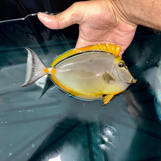 Blonde naso tang 7” male (Naso elegans)