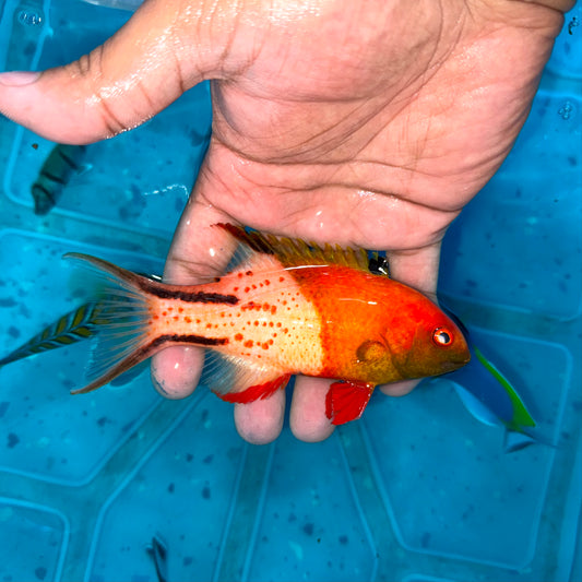Lyretail Hogfish 5”
(Bodianus anthioides)