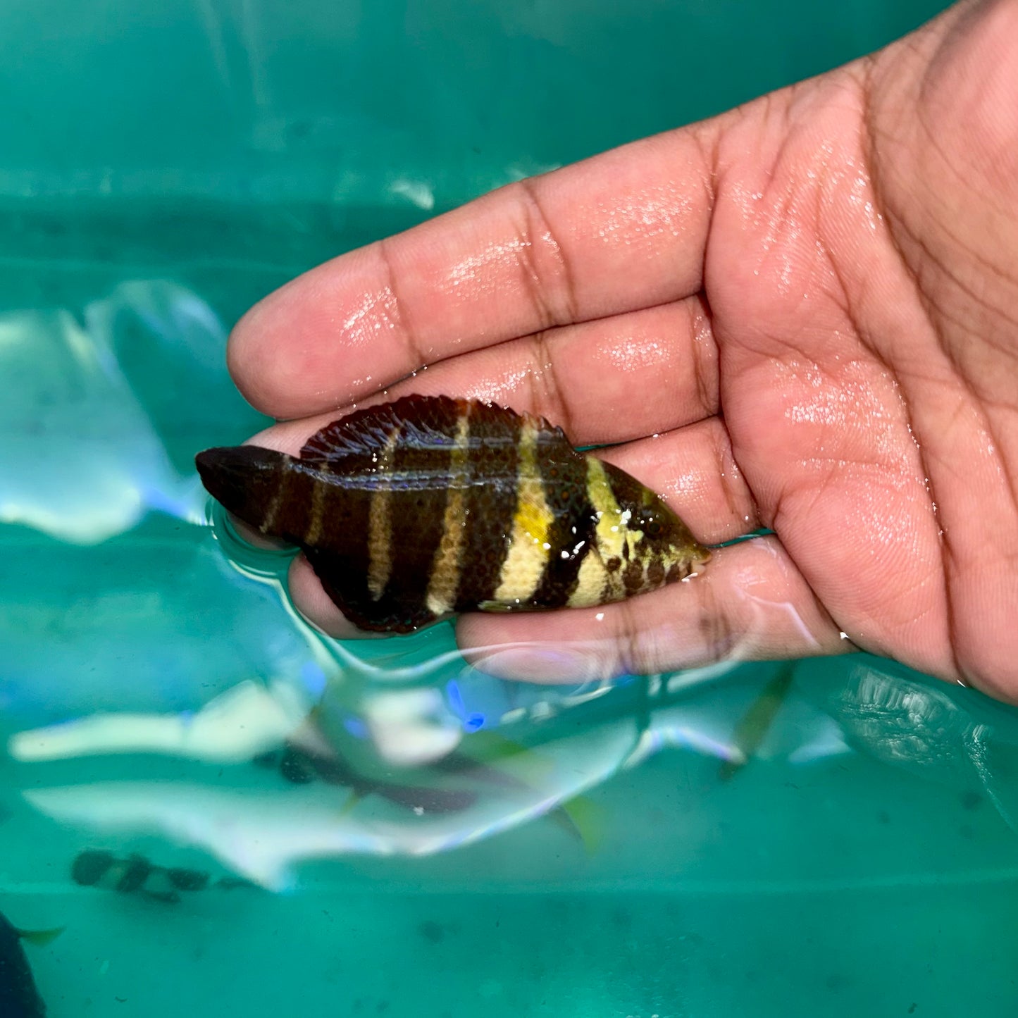 Barred Thicklip Wrasse Juvi 2.5-3” (Hemigymnus fasciatus)