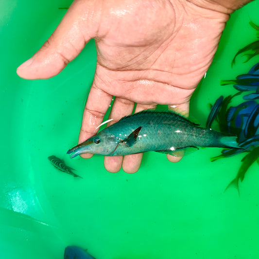 Green Bird wrasse male 5-6” (Gomphosus varius)