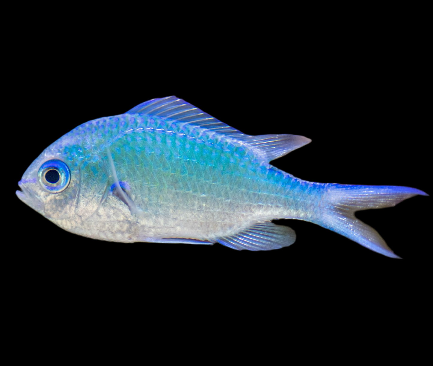 Blue green chromis - small to medium (Chromis viridis)