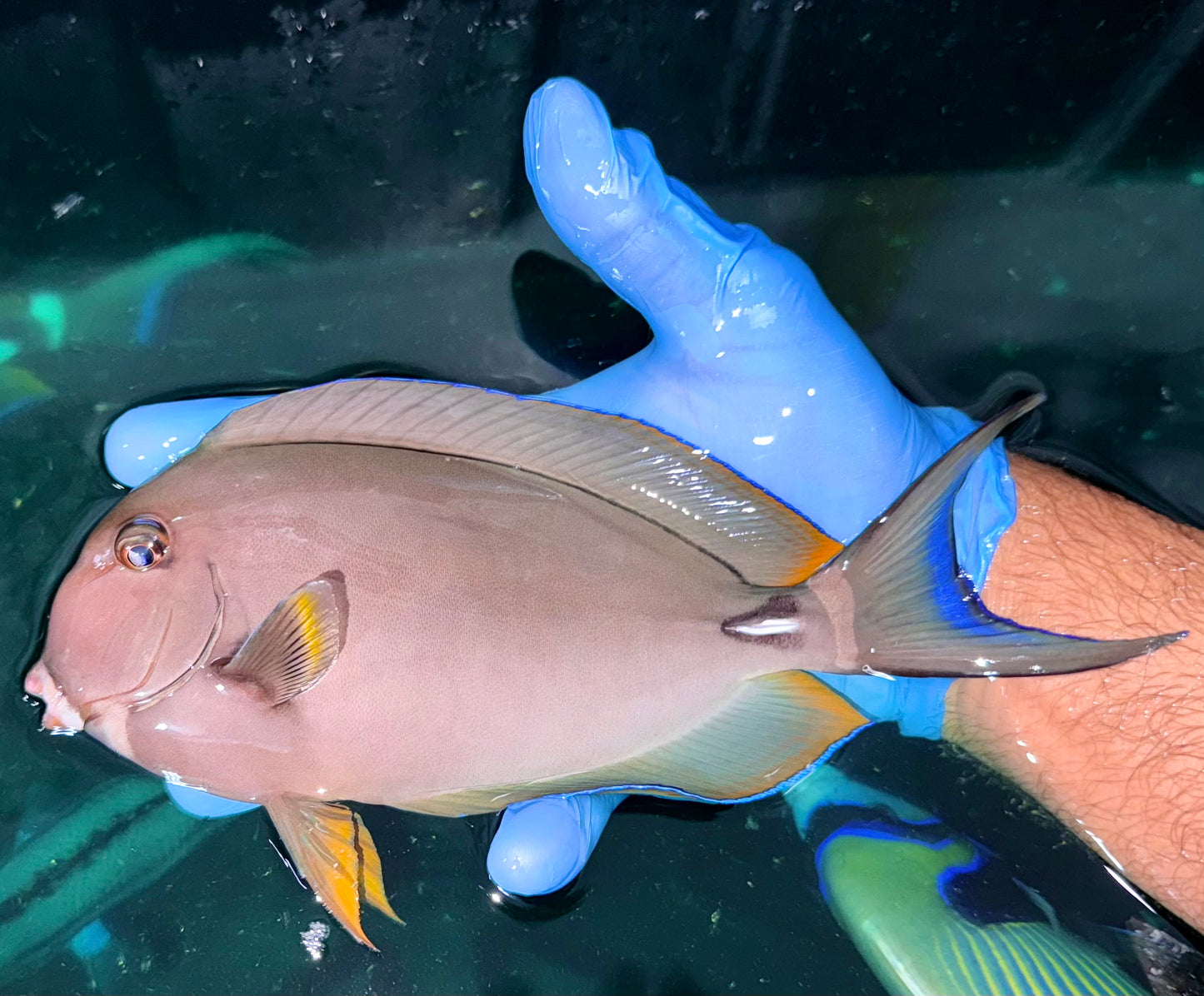 White Face Tang 8-9” (Acanthurus leucocheilus)