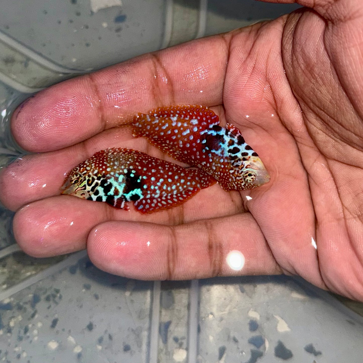 Blue Star Leopard Wrasse Female 1.5-2”
(Macropharyngodon bipartitus)