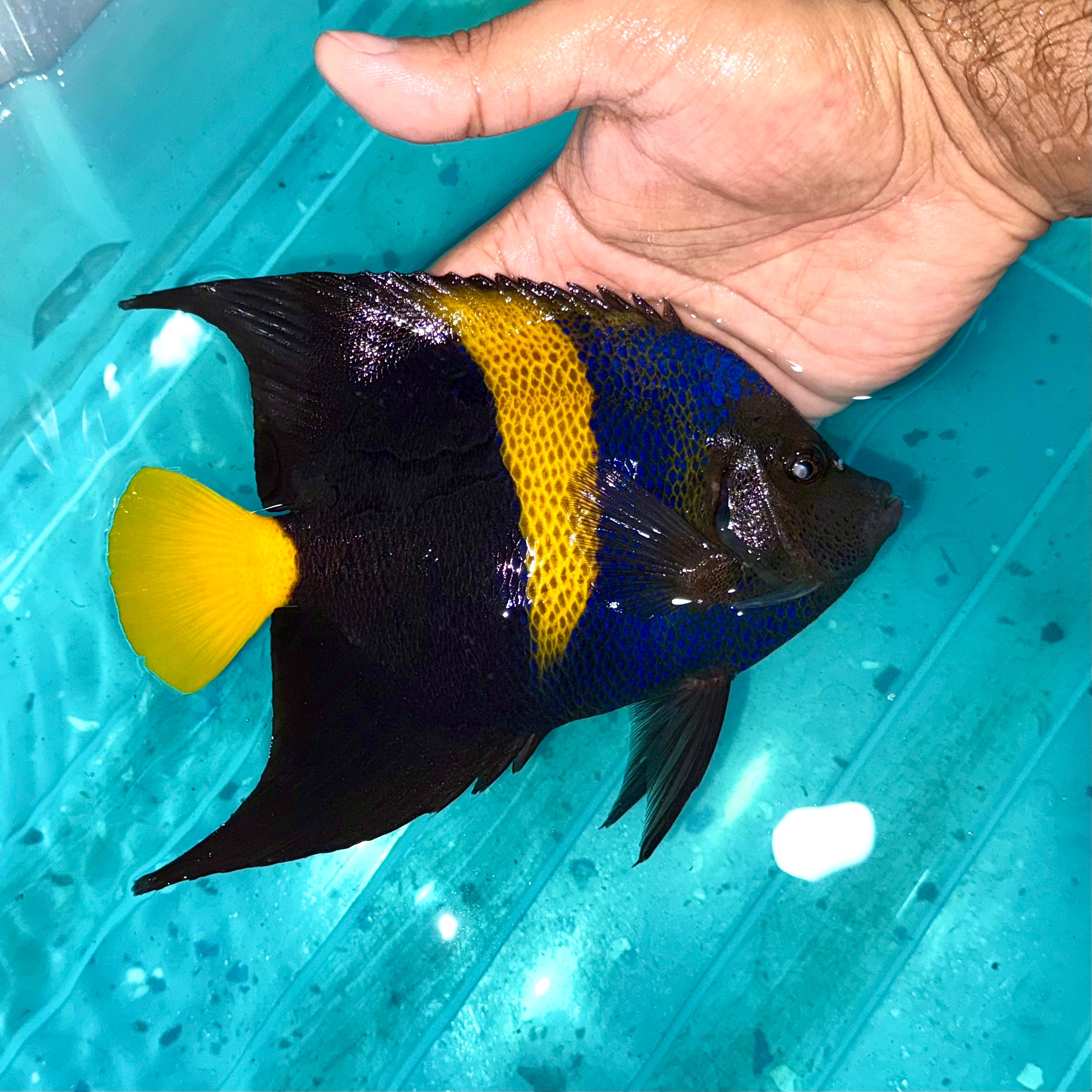 Asfur Angelfish 6-7” (Pomacanthus asfur) – Tropical tides aquatics