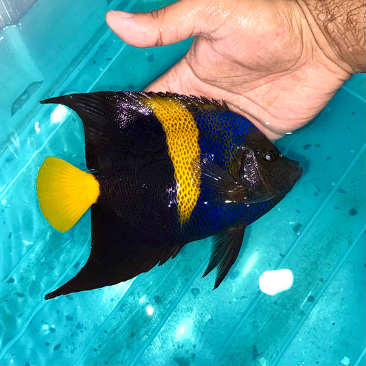 Asfur Angelfish 6-7”
(Pomacanthus asfur)