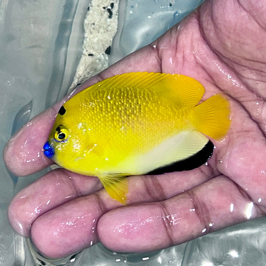 Flagfin angel 3.5-4” (Apolemichthys trimaculatus)