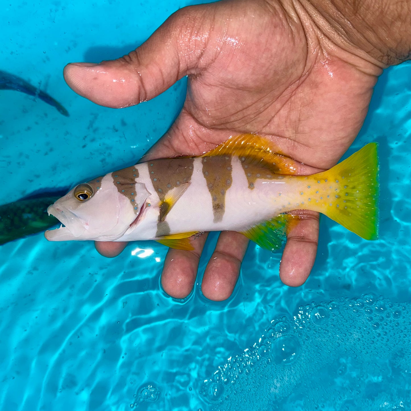 Saddle grouper 7-8" (Plectropomus Laevis)