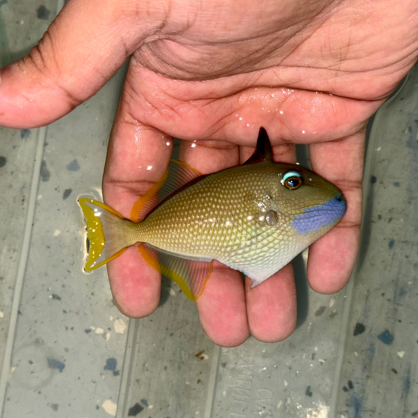 Blue Throat Triggerfish Male 3-3.5” (Xanthichthys auromarginatus)