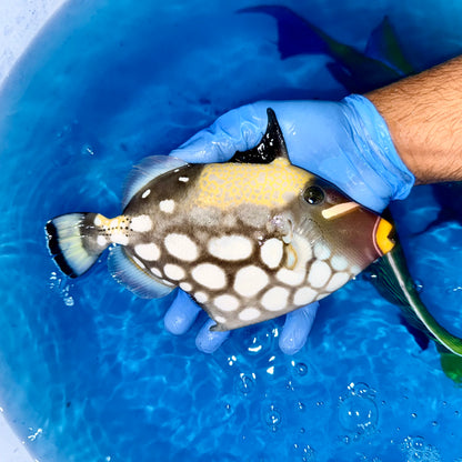 Clown trigger 9” (Balistoides conspicillum)