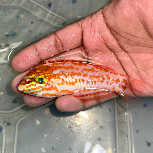 Choati Wrasse 4” (Macropharyngodon choati)