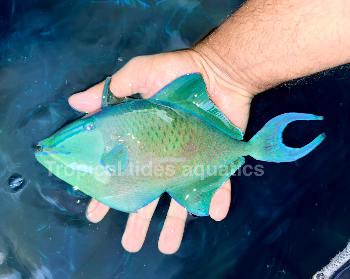 Niger trigger 8-9” (Odonus niger)