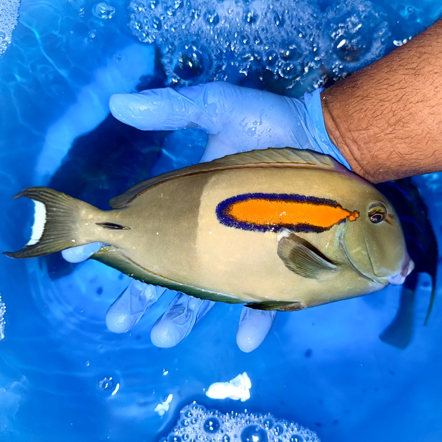 Orange shoulder tang 10-11” (Acanthurus olivaceus)