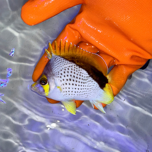 Declivis Butterflyfish 3.5”
(Chaetodon declivis)