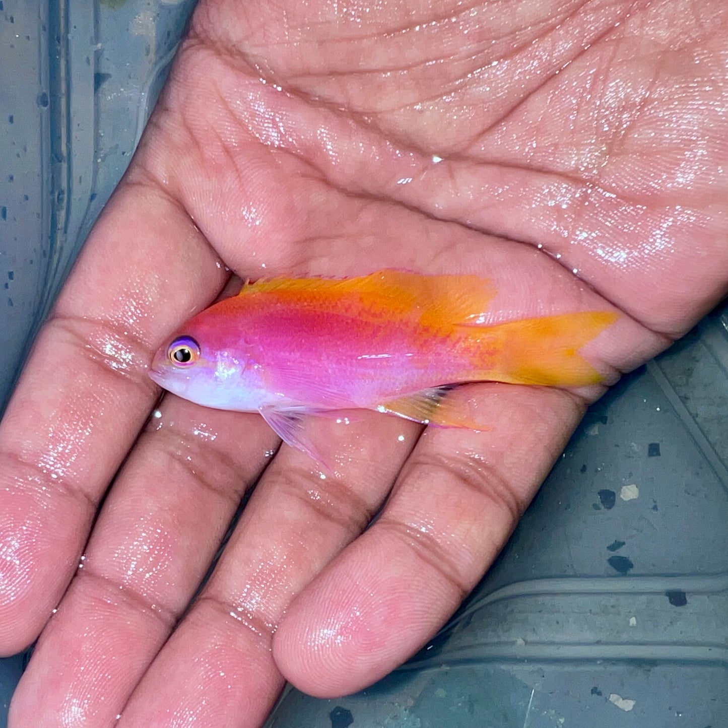 Bimaculatus Anthias female 3-3.5”
(Pseudanthias bimaculatus)