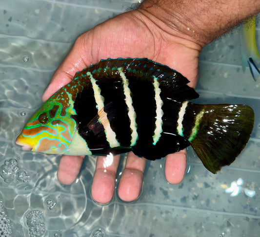 Barred Thicklip Wrasse 7” (Hemigymnus fasciatus)