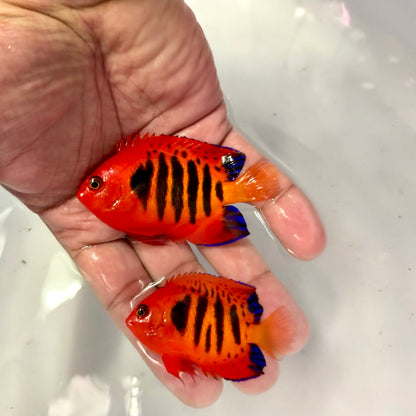 Christmas Island Flame Angel pair #1: (Centropyge loricula)