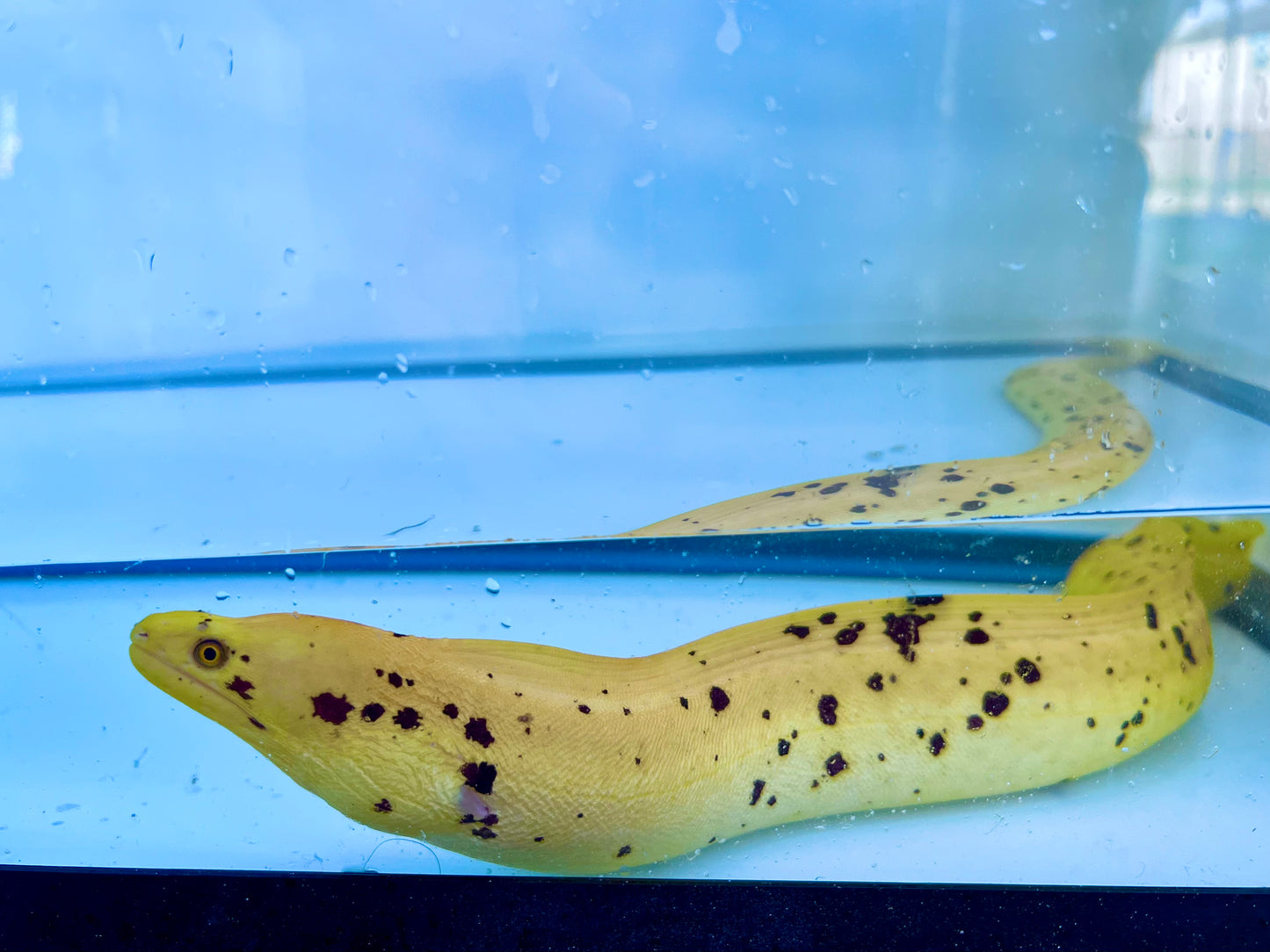 Banana Eel 12-14" (Gymnothorax miliaris)