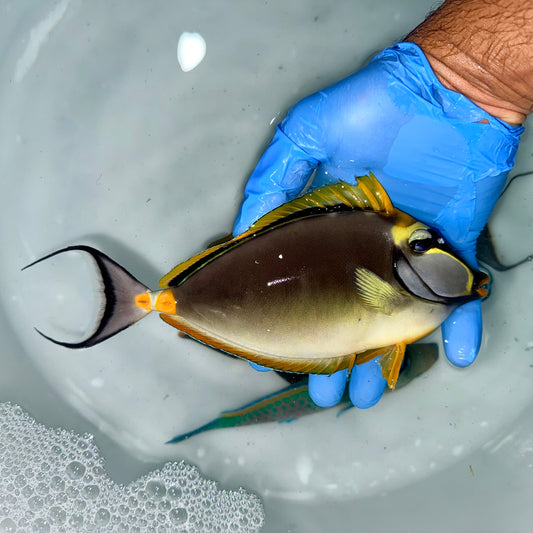 Blonde naso tang male 8” with 2-3” streamers (Naso elegans)