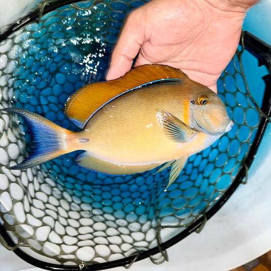 Bariene Tang 7.5-8" (Acanthurus bariene)