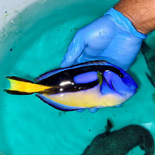 Yellow Belly Blue hippo tang 9-10” Africa (Paracanthurus hepatus var.)