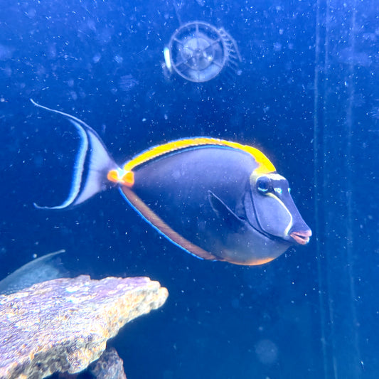 Blonde naso tang male 11” with 3” streamers