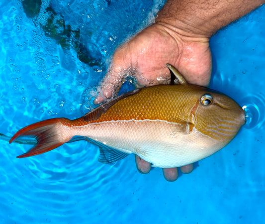 Golden Back Trigger Male 9-10” (Xanthichthys caeruleolineatus)