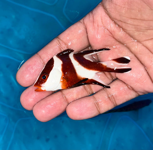 Emperor Red Snapper 3”
(Lutjanus sebae)