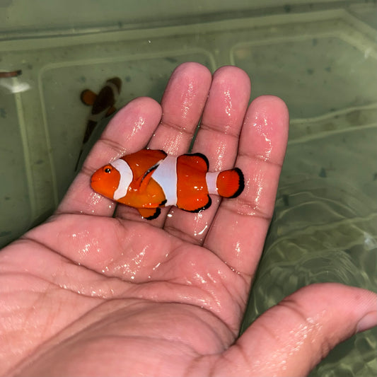 Ocellaris Clownfish Wild Caught 2-2.5”
(Amphiprion ocellaris )