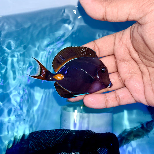 Achilles tang 3-3.5” (Acanthurus achilles)