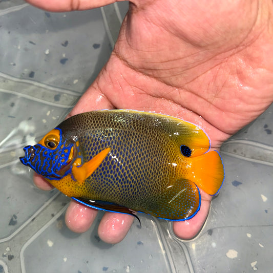 Blueface Angelfish 4" (Pomacanthus xanthometopon)