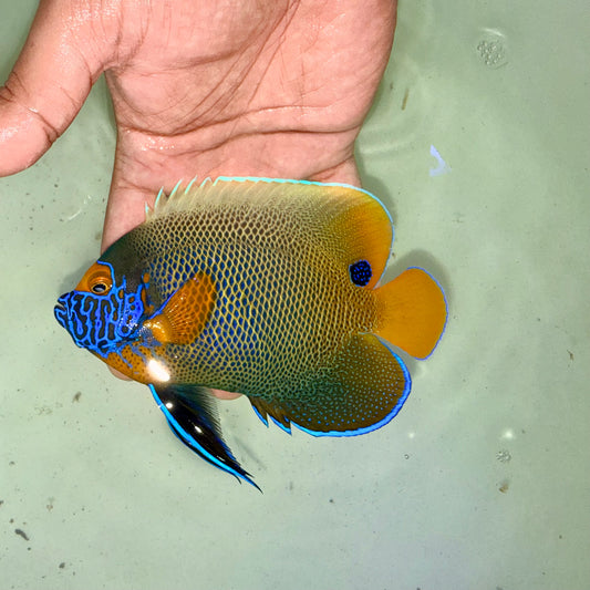Blueface Angelfish 6" (Pomacanthus xanthometopon)