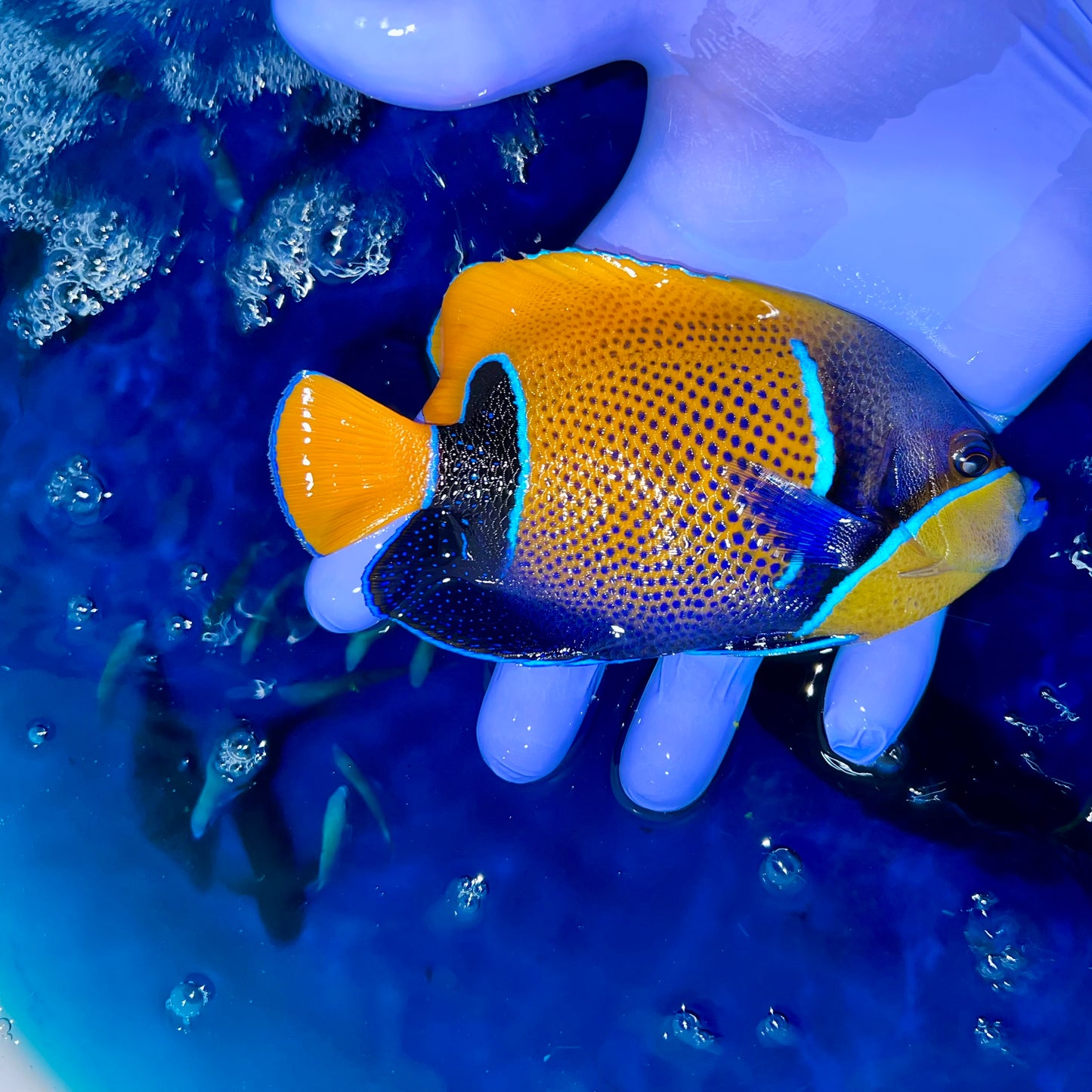 Majestic Angelfish 3.5-4.5” (Pomacanthus navarchus)