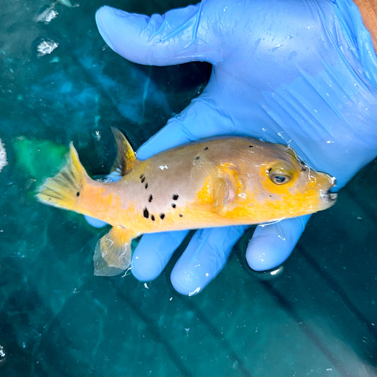 Yellow Belly Dogface Pufferfish 5-6” (Arothron nigropunctatus)