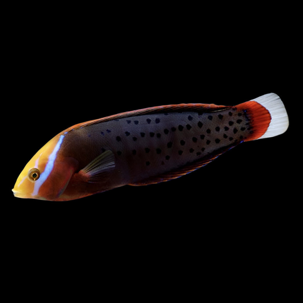 Formosa wrasse subadult 4-5” (Coris formosa)