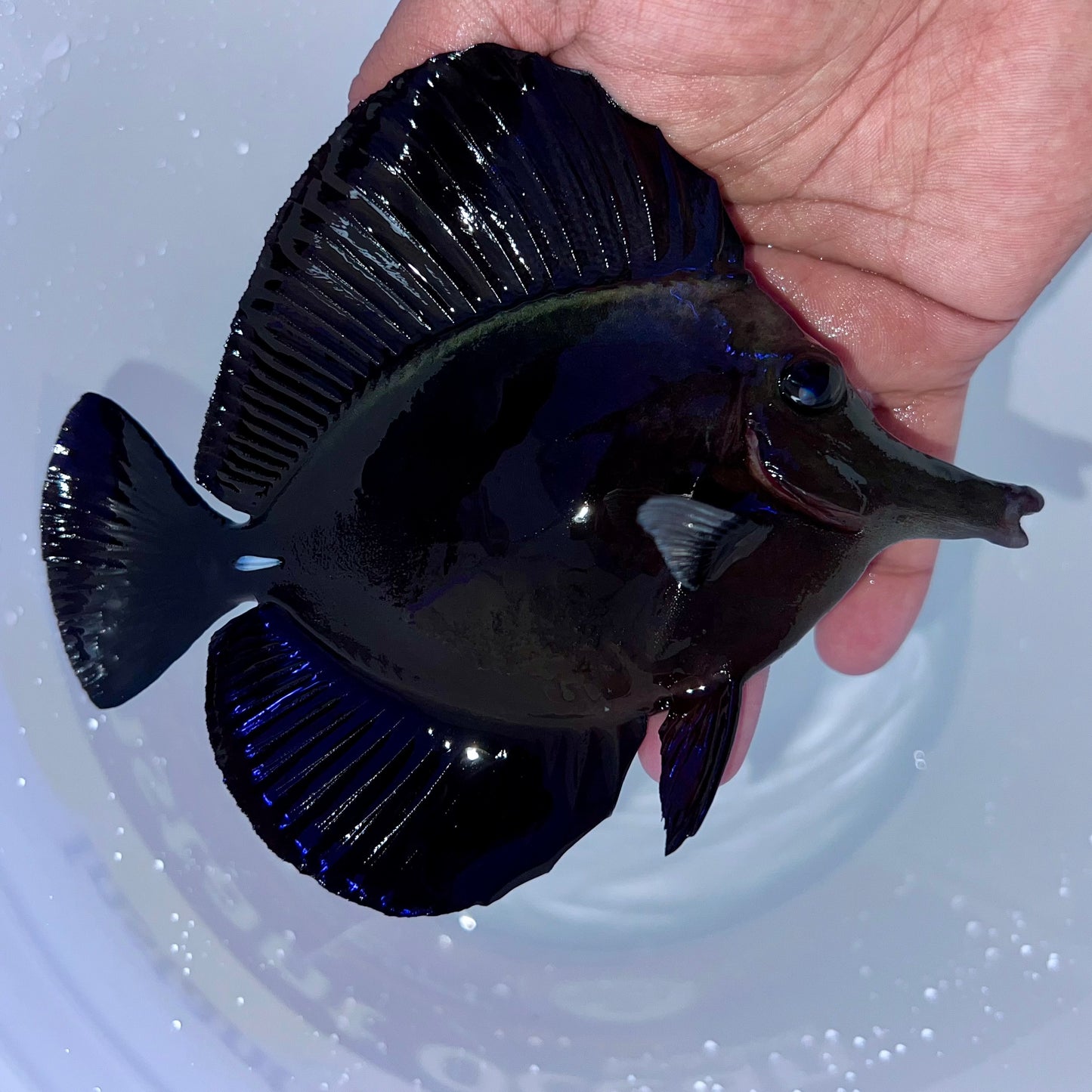 Black tang 4-5” (Zebrasoma rostratum)
