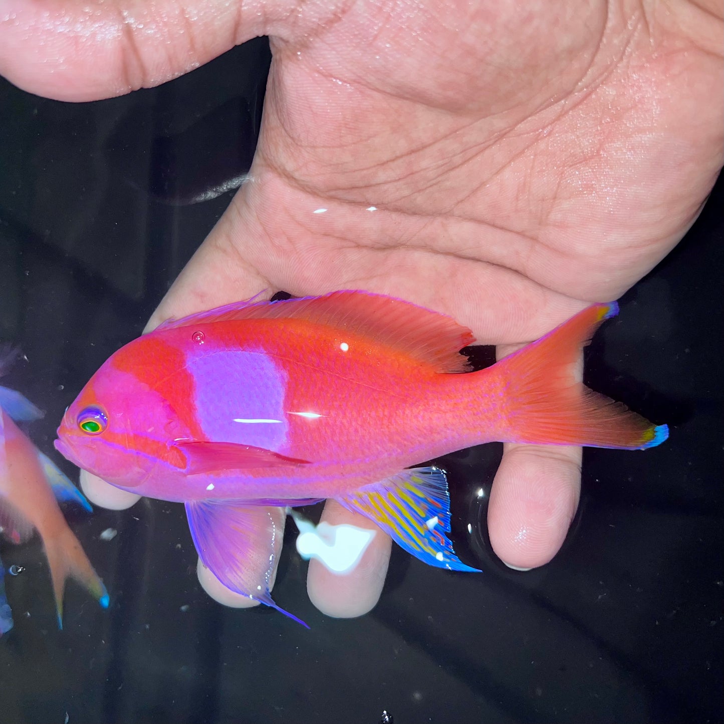 Squareback Anthias male 4-5”
(Pseudanthias pleurotaenia)