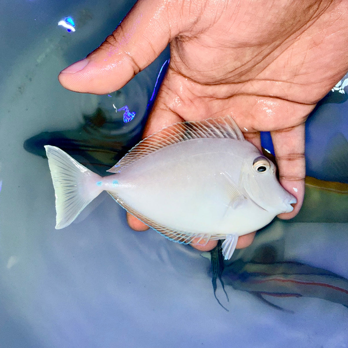 Blue spine unicorn tang 4-5” (Naso unicornis)