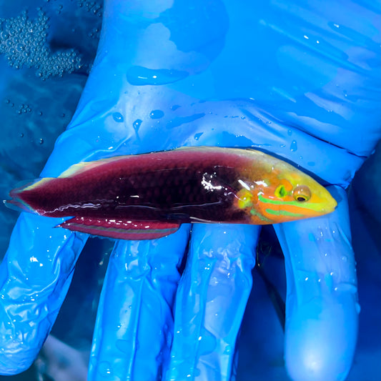 Radiant Wrasse 3”
(Halichoeres iridis)