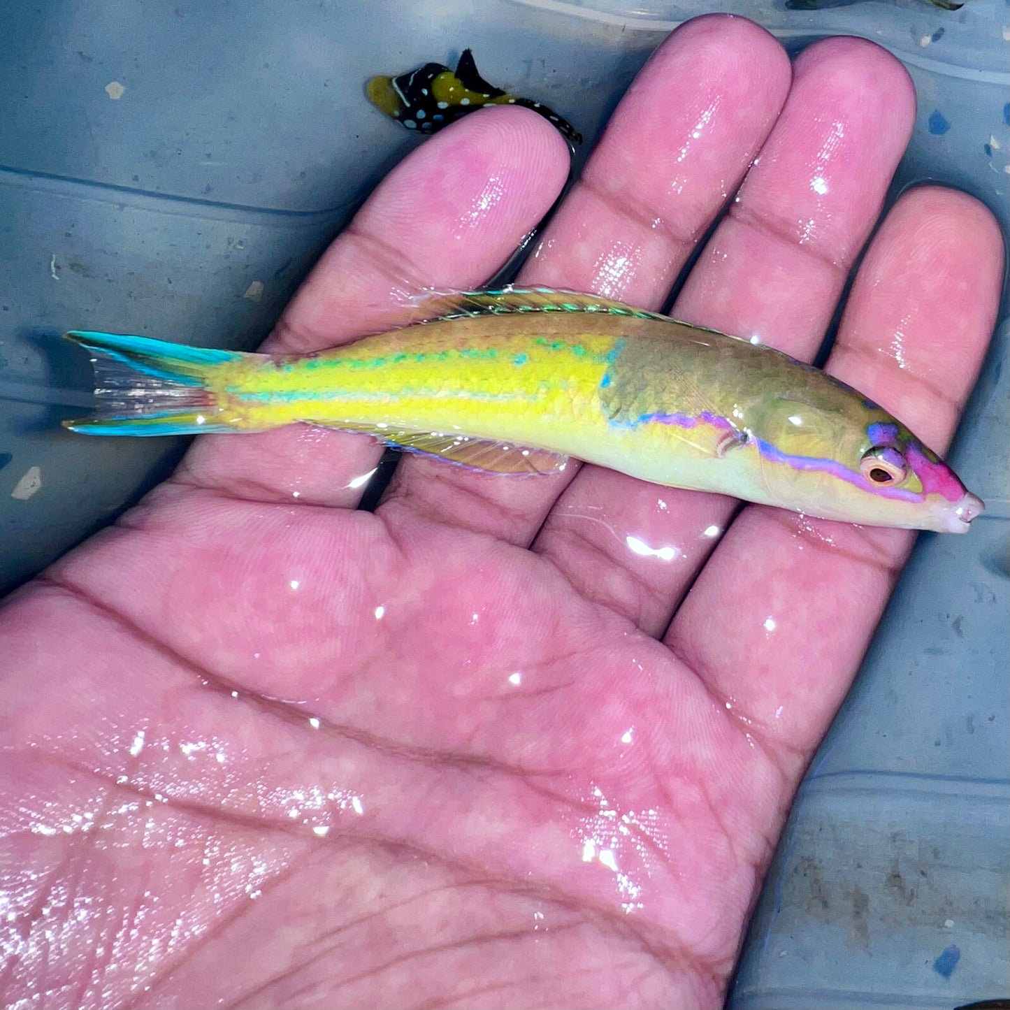 Royal pencil wrasse 4” (Pseudojuloides severnsi)