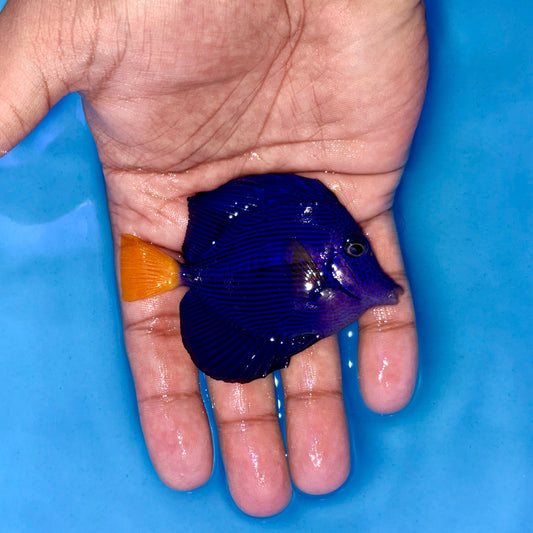 Purple tang 2.5-3” (Zebrasoma xanthurum)