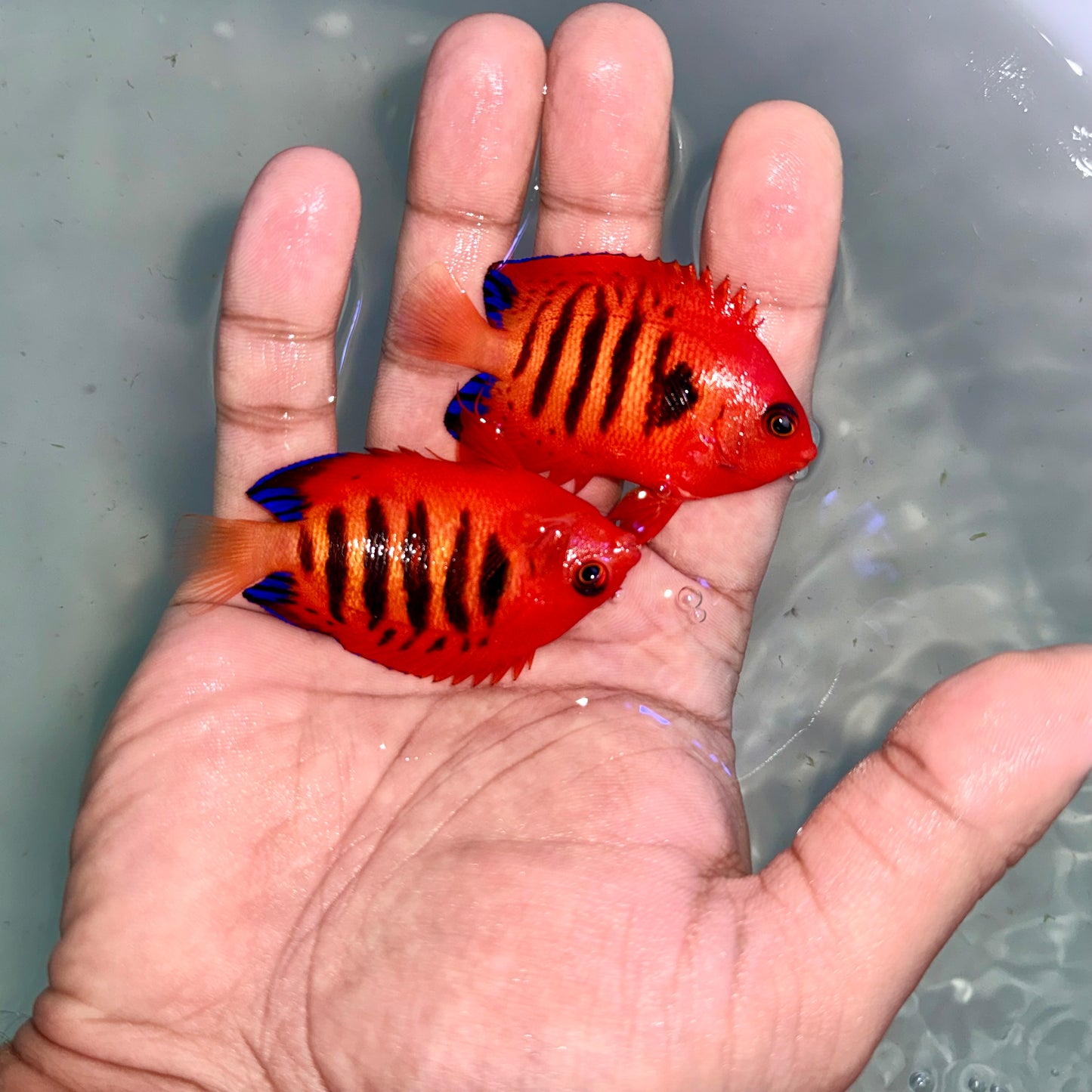 Christmas Island Flame Angel pair #2 (Centropyge loricula)